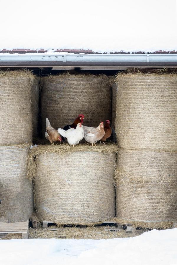 Agroturistika - "Domecek U Ovecek" Villa Horní Těrlicko Exteriör bild